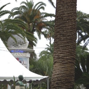 Palms along walkways