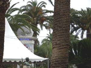 Palms along walkways